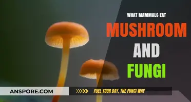 Mushroom-Munching Mammals: Exploring Fungi-Feasting Creatures in the Wild