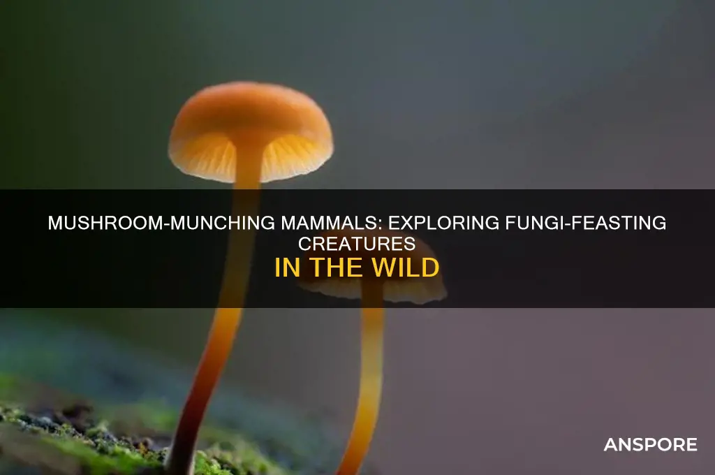 what mammals eat mushrooms and fungi