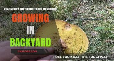 White Mushrooms in Your Backyard: What It Means and Should You Worry?