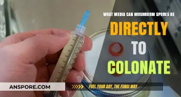 Direct Colonization: Ideal Media for Mushroom Spores to Thrive