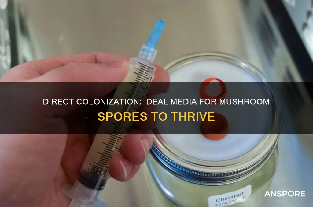 what media can mushroom spores be directly to colonate