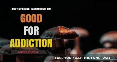 Medicinal Mushrooms: Natural Remedies to Support Addiction Recovery