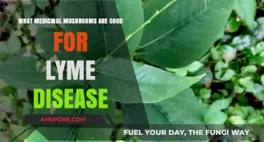 Medicinal Mushrooms for Lyme Disease: Natural Remedies to Explore