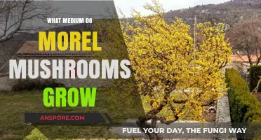 Where Do Morel Mushrooms Thrive: Ideal Growing Mediums Explained