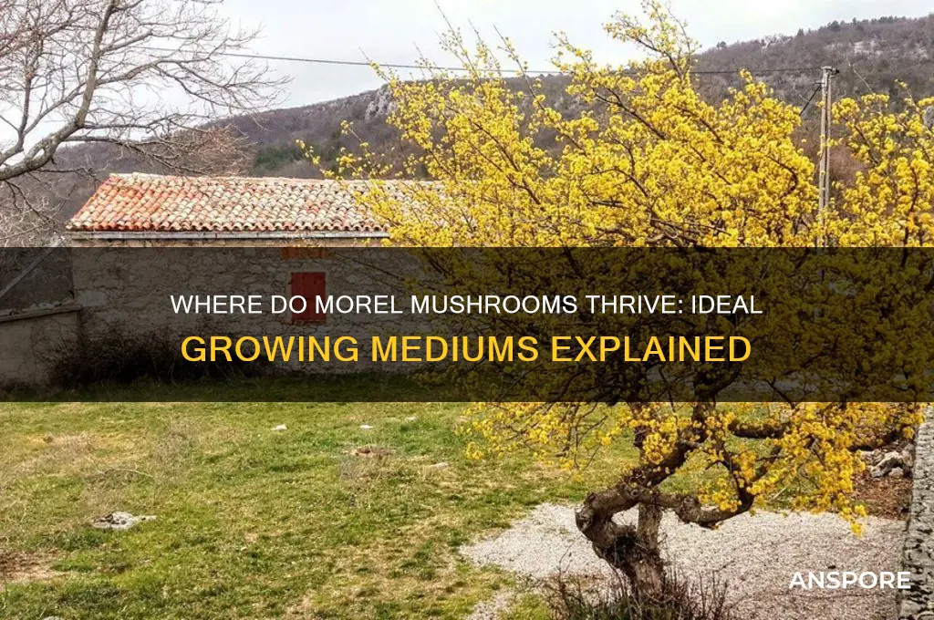 what medium do morel mushrooms grow