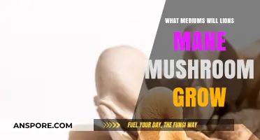 Lion's Mane Mushroom Growth: Exploring Ideal Mediums for Cultivation