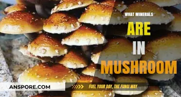 Mushrooms: Nature's Mineral Powerhouses