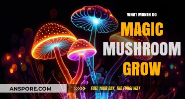 When Do Magic Mushrooms Grow: A Seasonal Guide to Psilocybin Harvesting