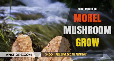 When Do Morel Mushrooms Grow? A Seasonal Guide to Foraging
