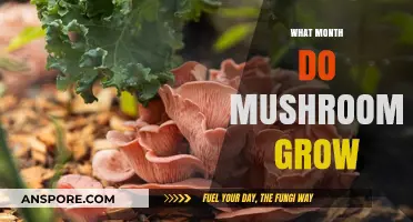 When Do Mushrooms Thrive? Unveiling the Optimal Growing Months