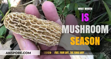 Mushroom Hunting: Best Months for Foraging