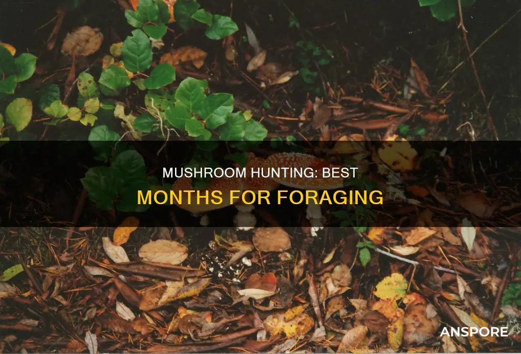 what month is mushroom season