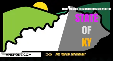 Kentucky's Mushroom Season: When and Where to Find Fungi