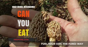 Safe and Delicious: A Guide to Edible Morel Mushrooms