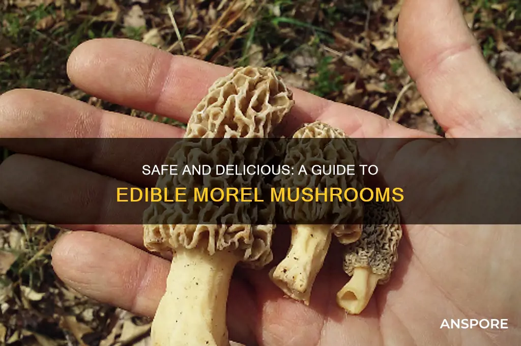what morel mushrooms can you eat