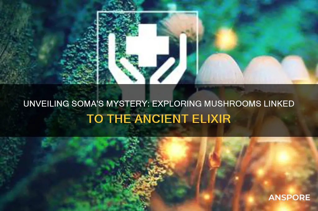 what mushroom are used to make soma