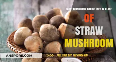 Best Mushroom Substitutes for Straw Mushrooms in Cooking and Recipes