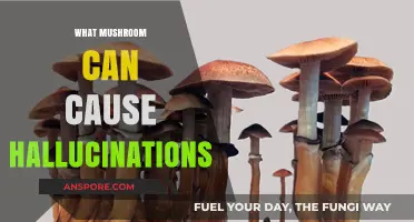 Exploring Psychedelic Mushrooms: Which Species Induce Hallucinations?