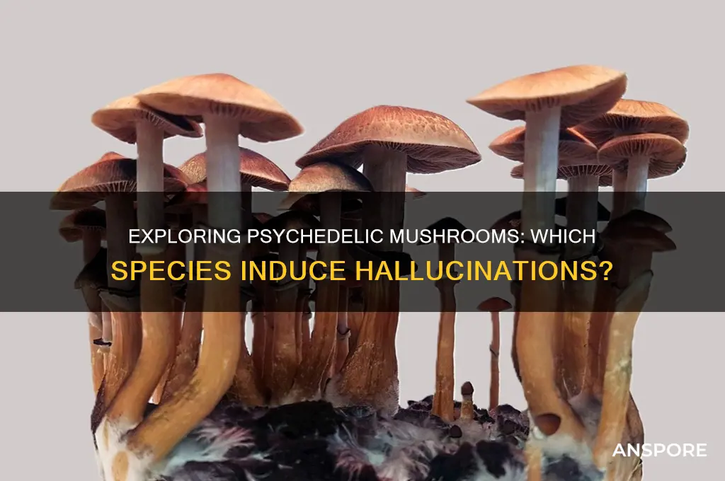 what mushroom can cause hallucinations