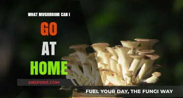 Easy-to-Grow Mushrooms: Cultivating Edible Varieties at Home Safely