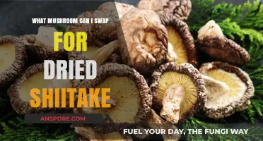 Shiitake Substitute: Best Mushroom Alternatives for Dried Shiitake Recipes