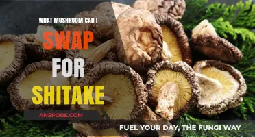 Shitake Substitute: Best Mushroom Alternatives for Flavor and Texture