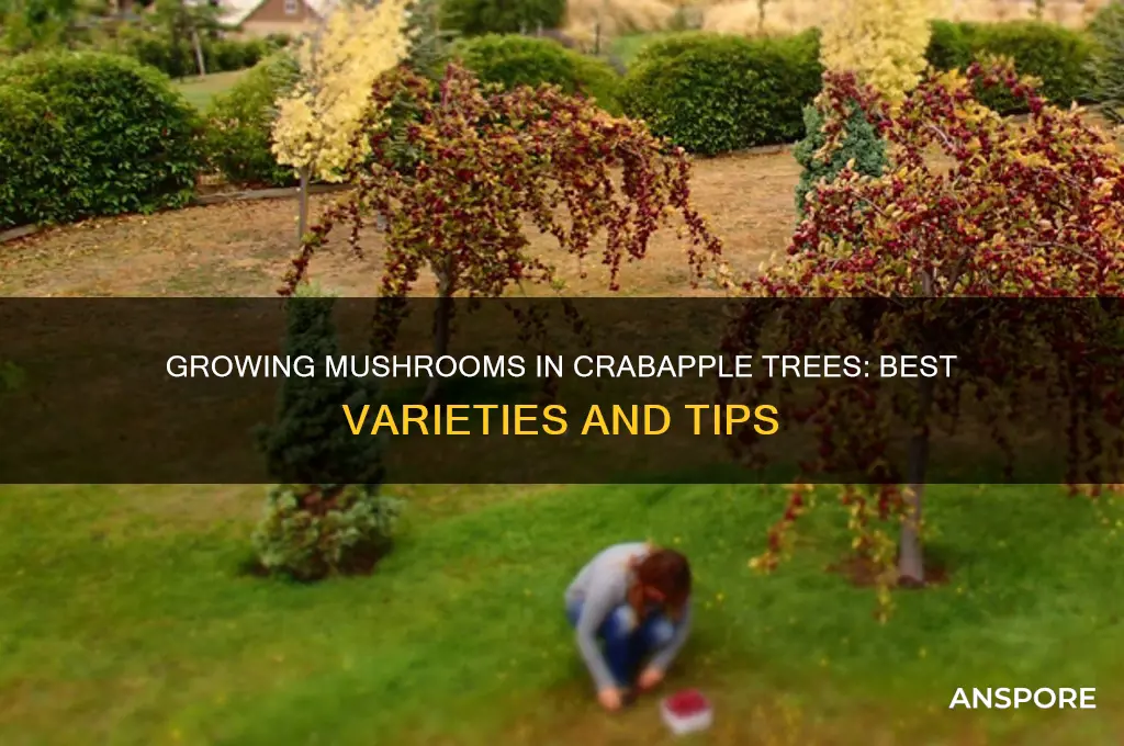 what mushroom can you grow in a crabapple trees