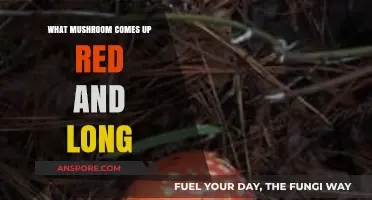 Identifying the Tall, Red Mushroom: A Guide to Its Species and Habitat