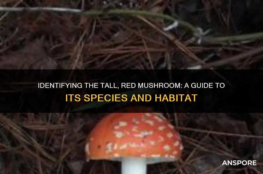 what mushroom comes up red and long
