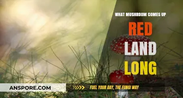 Red Mushrooms in Long Grass: Identifying the Scarlet Species