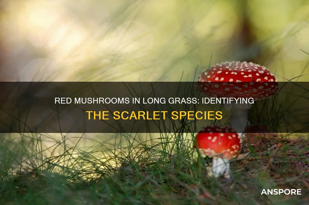 what mushroom comes up red land long
