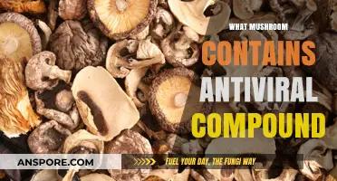 Mushroom Power: Natural Antivirals in Fungi