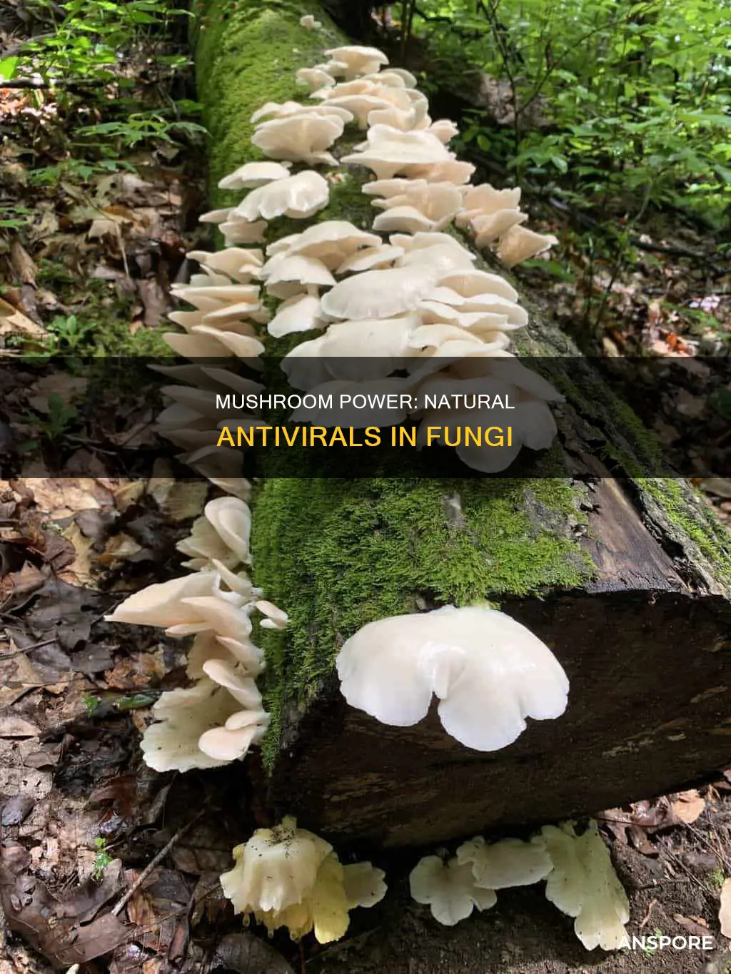 what mushroom contains antiviral compounds