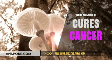 Mushroom Medicine: Cancer-Fighting Fungi