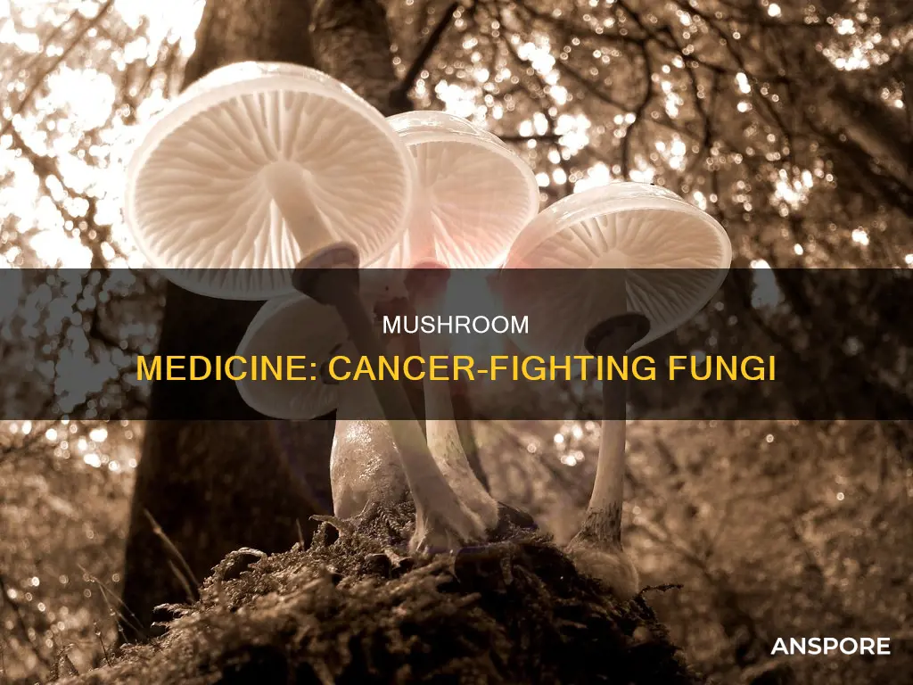 what mushroom cures cancer