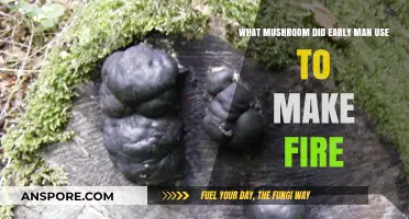 Ancient Fire Secrets: The Mushroom Early Humans Used to Ignite Flames