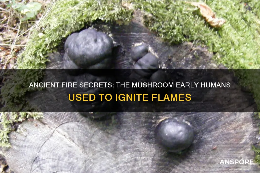 what mushroom did early man use to make fire
