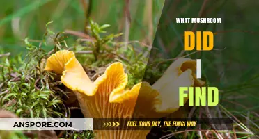 Identifying Your Mushroom Discovery: A Guide to Common Wild Fungi