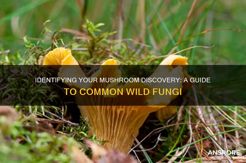 what mushroom did i find