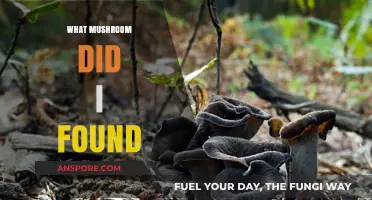 Mushroom Identification: What Did I Find?