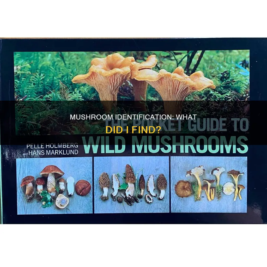 what mushroom did i found