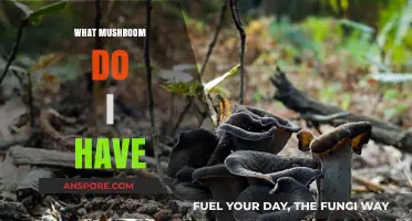 Identifying Mushrooms: What's in Your Basket?