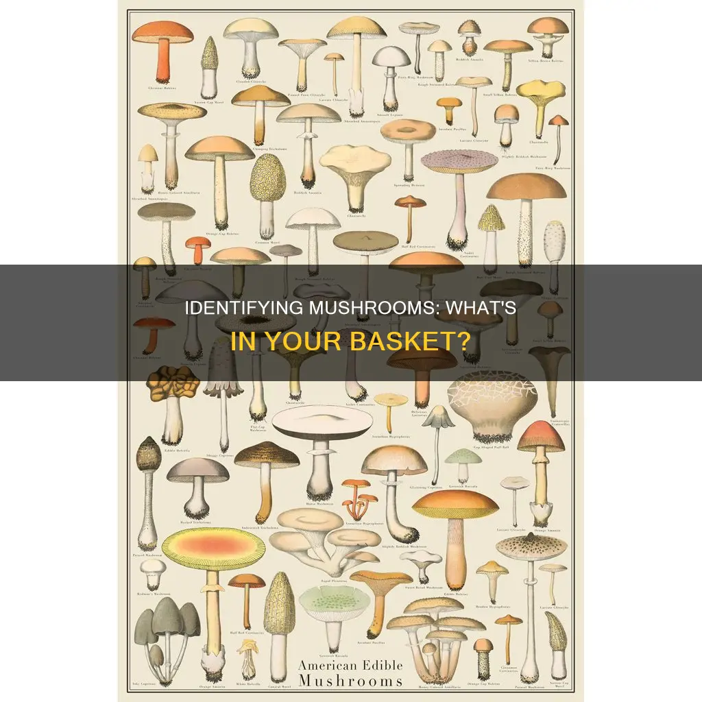 what mushroom do i have