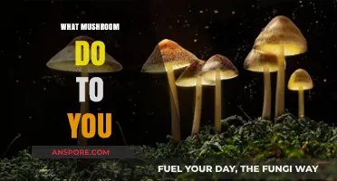 Magic Mushrooms: Mind-Altering Transformations