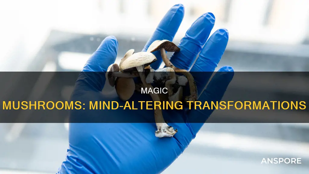 what mushroom do to you