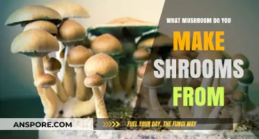 Discovering the Magic Mushroom: Psilocybin-Containing Species for Shrooms