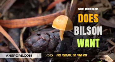 Mushroom Mystery: What Does Bilson Seek?