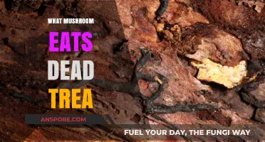 How Saprotrophic Fungi Decompose Dead Trees: Nature's Recycling Experts