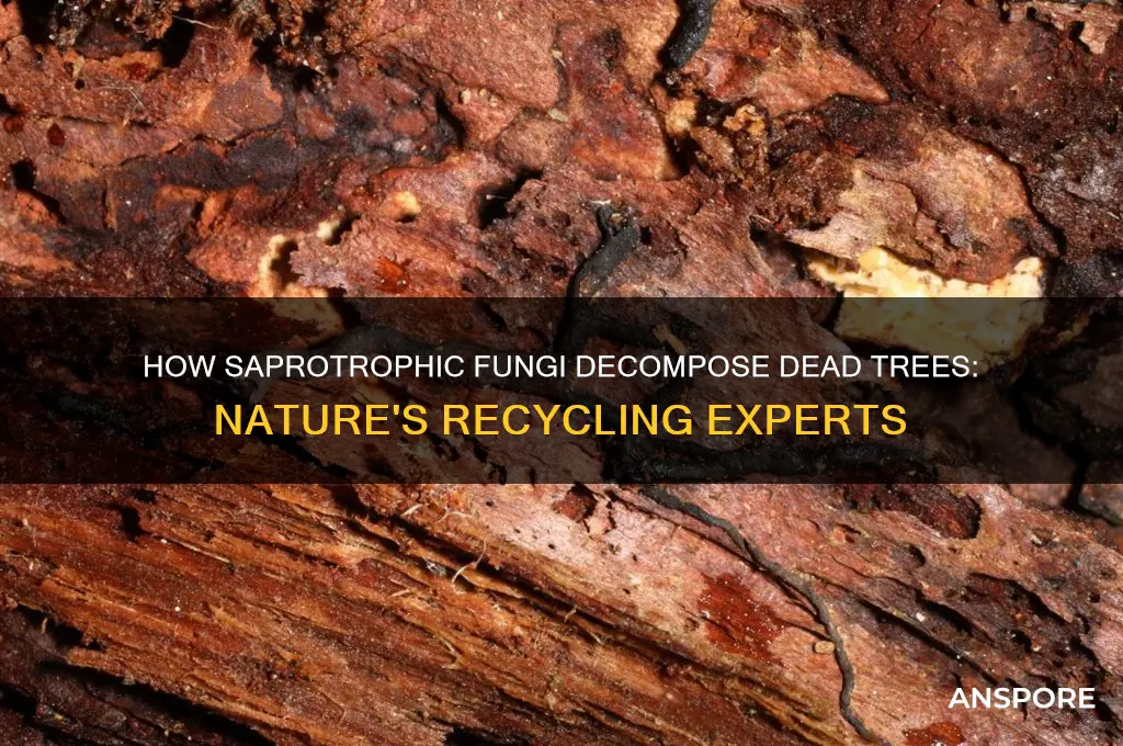 what mushroom eats dead trea