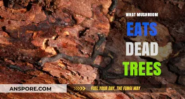 How Saprotrophic Fungi Decompose Dead Trees: Nature's Silent Recyclers